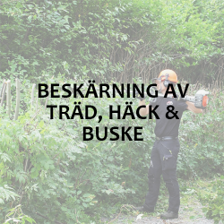 Bildlänk: Beskärning av träd, häck & buske